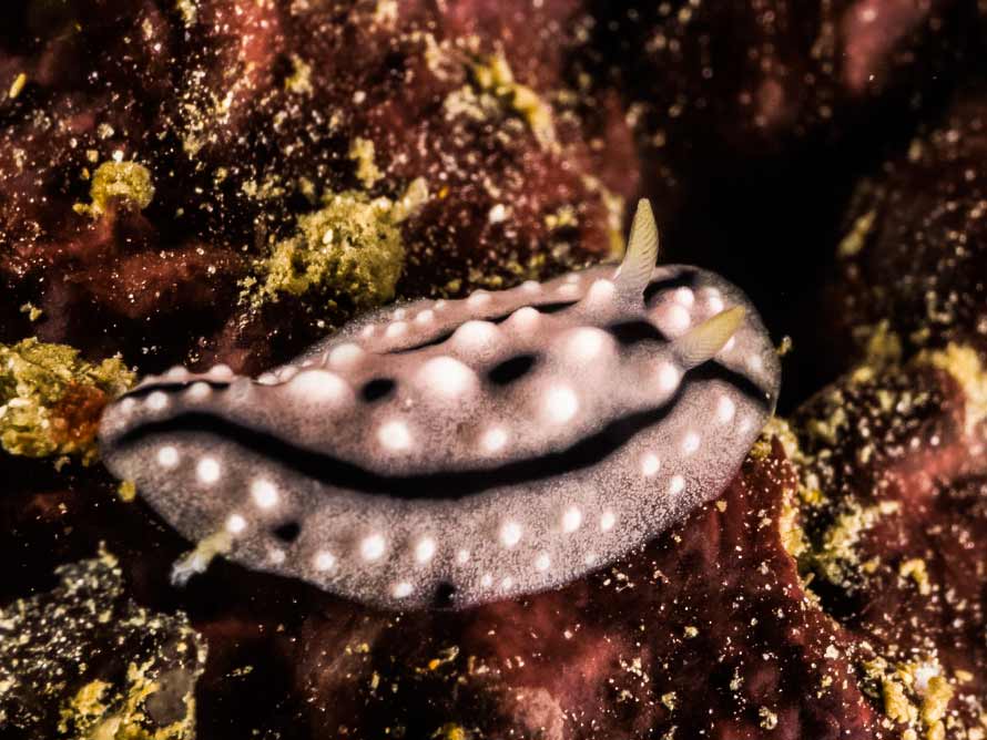 Phyllidiella sp. 3